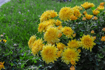 Focus to yellow flower on foreground and blurred background. Blooming Chrysanthemum bush of golden-daisy flowers closeup with dark background. Autumn floral backdrop.
