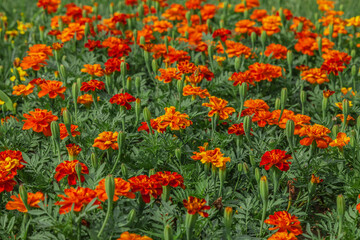Field of orange and yellow flowers