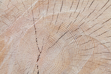 Fototapeta premium background annual rings on polished cross-section of a pine tree trunk with a crack