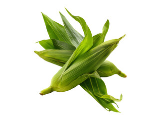 Fototapeta premium Fresh green corn on the cob isolated on black background, On Transparent Background, Png