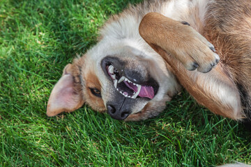 Dog is laying on the grass and has its mouth open