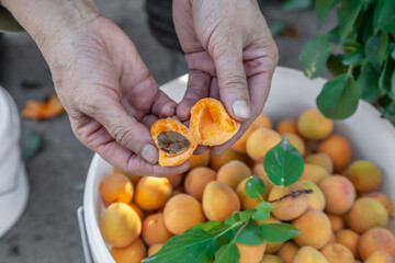 A man picks apricots from tree branches. A good harvest of apricots, tasty sweet berries, full of...