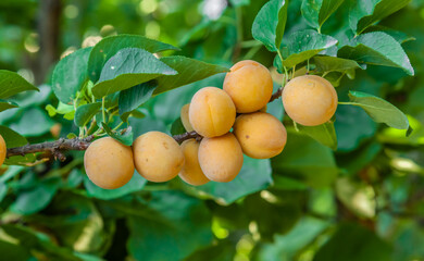 Fresh apricots in the hands of a woman. Agronomist examining and picking apricot