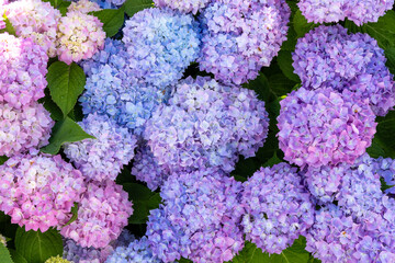 Cotton Candy Hydrangeas