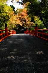 京都、紅葉、佛寺、寺院、文化財、木造建築、古代建築、日本文化、歷史名勝、古都京都の文化財、木、綠色、青空、秋、絶景、写真素材