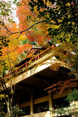 Fototapeta premium 京都、紅葉、佛寺、寺院、文化財、木造建築、古代建築、日本文化、歷史名勝、古都京都の文化財、木、綠色、青空、秋、絶景、写真素材