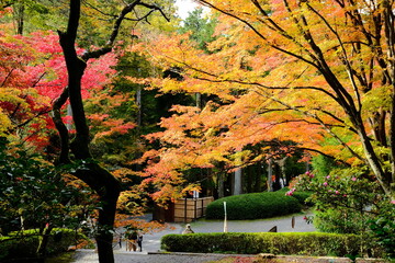 京都、紅葉、佛寺、寺院、文化財、木造建築、古代建築、日本文化、歷史名勝、古都京都の文化財、木、綠色、青空、秋、絶景、写真素材