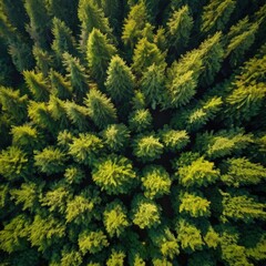 Fototapeta premium Aerial view of a dense forest with the tops of green trees visible