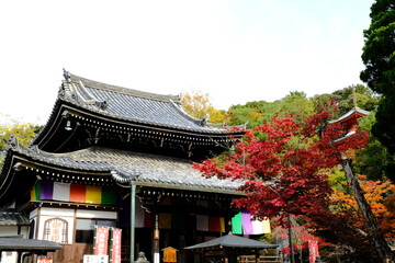 京都、紅葉、佛寺、寺院、文化財、木造建築、古代建築、日本文化、歷史名勝、古都京都の文化財、木、綠色、青空、秋、絶景、写真素材