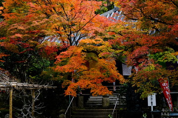 京都、紅葉、佛寺、寺院、文化財、木造建築、古代建築、日本文化、歷史名勝、古都京都の文化財、木、綠色、青空、秋、絶景、写真素材