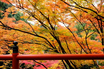 京都、紅葉、佛寺、寺院、文化財、木造建築、古代建築、日本文化、歷史名勝、古都京都の文化財、木、綠色、青空、秋、絶景、写真素材	

