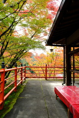 Obraz premium 京都、紅葉、佛寺、寺院、文化財、木造建築、古代建築、日本文化、歷史名勝、古都京都の文化財、木、綠色、青空、秋、絶景、写真素材 