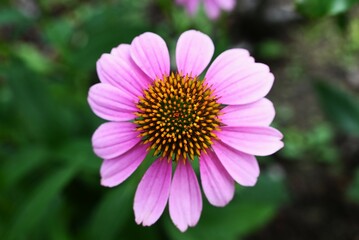 Fototapeta premium Echinacea flowers. Asteraceae perennial herb. Flowering season is from July to October, with tubular flowers swelling and ray flowers slightly pointing downward.