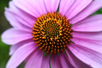 Echinacea flowers. Asteraceae perennial herb. Flowering season is from July to October, with tubular flowers swelling and ray flowers slightly pointing downward.