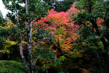 京都、紅葉、佛寺、寺院、文化財、木造建築、古代建築、日本文化、歷史名勝、古都京都の文化財、木、綠色、青空、秋、絶景、写真素材	
