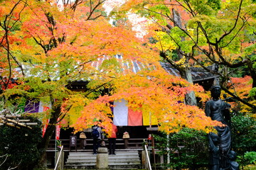 京都、紅葉、佛寺、寺院、文化財、木造建築、古代建築、日本文化、歷史名勝、古都京都の文化財、木、綠色、青空、秋、絶景、写真素材	

