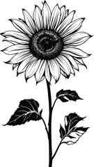 Sunflower Botanical Line Art Illustration Featuring a Detailed Black and White Floral Design with Elongated Petals, Patterned Central Disk, and Graceful Leaves on a Slender Stem for Nature, Garden, an