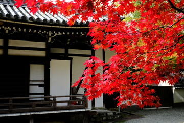 京都、紅葉、佛寺、寺院、文化財、木造建築、古代建築、日本文化、歷史名勝、古都京都の文化財、木、綠色、青空、秋、絶景、写真素材	
