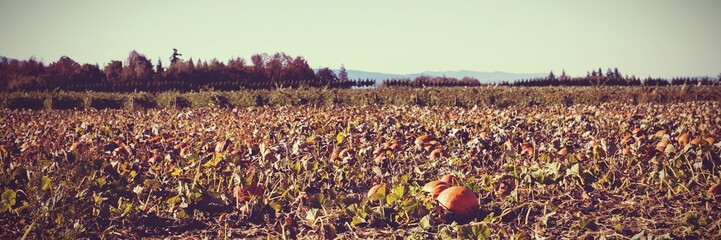 Orange pumpkins are resting on tilled soil in flat design, featuring vines, dried leaves, tree line