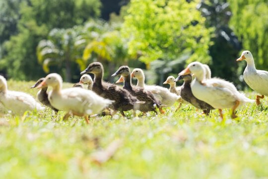 Surface level shot of ducklings on field