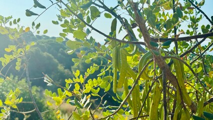 Young Carob Tree with Green Pods Ripening Under the Mediterranean Sun.