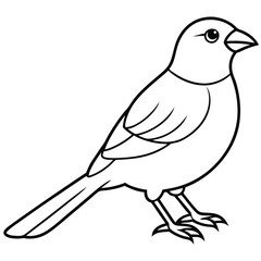 Obraz premium finch bird outline illustration