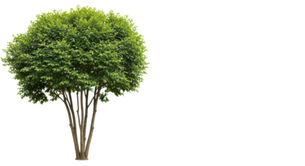 Four separate medium deciduous trees, shaped like ornamental bushes, slender brown trunks, vibrant emerald green foliage, full summer bloom, against a transparent background with copy space, studio