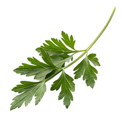 A single fresh green sprig of a culinary herb like rosemary or thyme isolated on a transparent background png.
