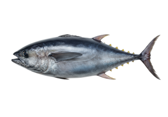 A large ahi tuna fish with sleek glistening silver and dark blue skin, intact fins and tail, isolated on a transparent seamless background with diffused studio lighting from a top-down perspective,
