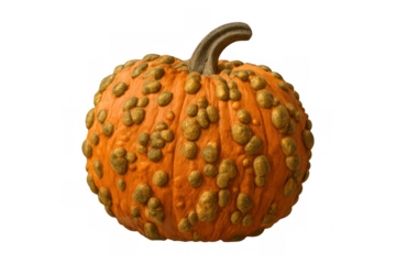 Close-up of a bumpy, warty knucklehead pumpkin with a textured surface, set against a transparent background