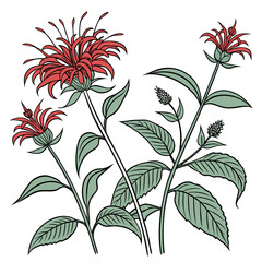 scarlet bee balm on white background