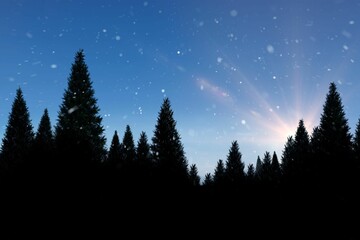 Snow falling on fir tree forest