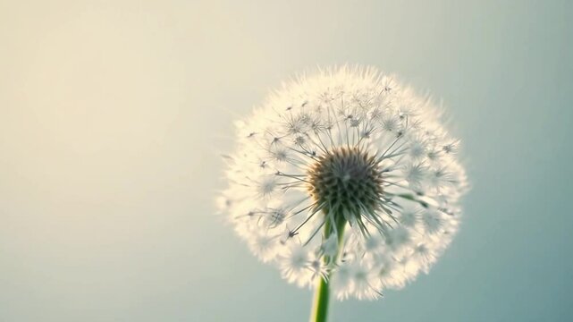 Delicate white dandelion seed head against soft blue sky background with gentle lighting. The intricate seed structure creates beautiful natural pattern while offering.