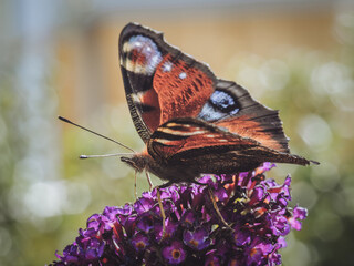 A Peacock butterfly feeding on a Buddleia