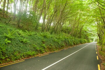 Fototapeta premium Paved forest road is winding through flat design tunnel with leafy arch and white center line