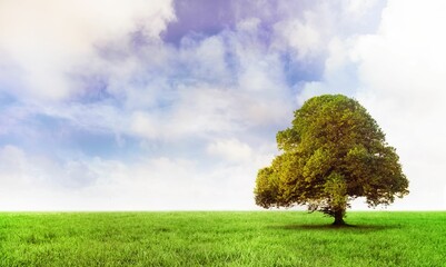 Lone leafy tree is standing on grassy plain under bright cloudy sky in flat design