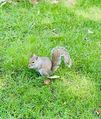 Gray Squirrel Eating Nut on the Green Grass in the Park