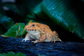 A frog is a wild animal in nature in the pond. Frog is an amphibian on a green leaf background.