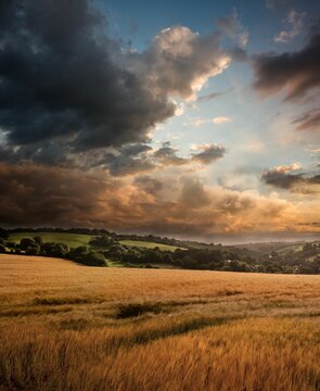Fototapeta Golden wheat field swaying under looming storm clouds and breaking sunlit clouds over rolling hills