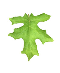 A green pea eggplant leaf (Solanum torvum) isolated on transparent background with clipping paths. Common in Thai cuisine and gardens, it has a jagged shape and soft texture.