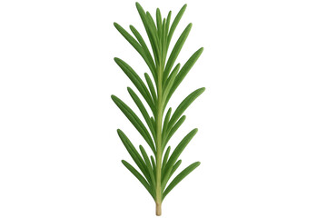 Fototapeta premium Crisp rosemary sprig rendered in photorealistic 3d detail, transparent background highlighting herbal botanical elements