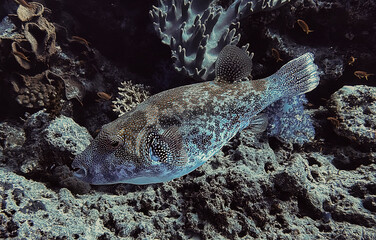 puffer fish