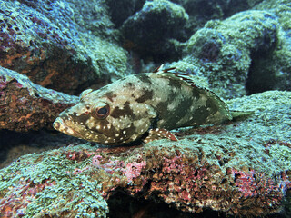 marine life of coral