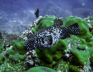 boxer fish