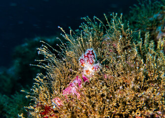 coral