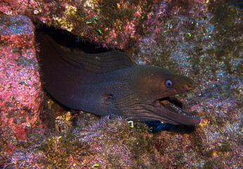 fish in the sea