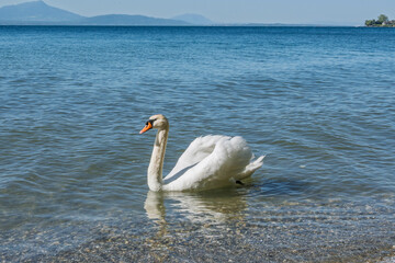 Cygne en balade sur les eaux calmes du lac Léman