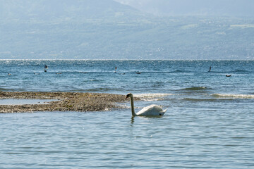 Cygne en balade sur les eaux calmes du lac Léman