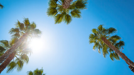 Fototapeta premium Low-angle view of Los Angeles palm trees with golden sunlight, evoking warm tropical vibes.