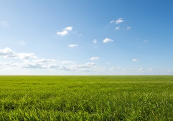 Green grass field under blue sky tranquil nature landscape